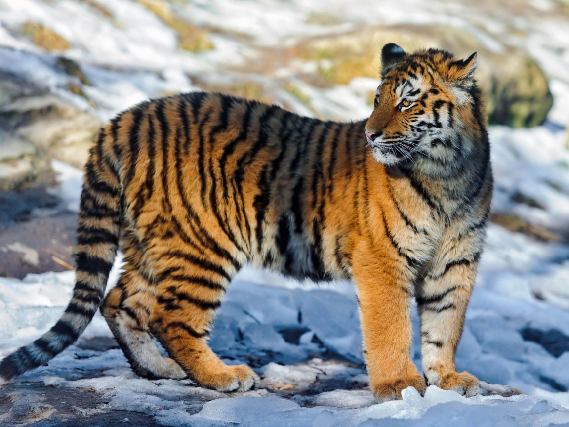 Fondo de pantalla Tiger in Snow 1152x864