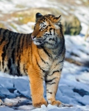 Sfondi Tiger in Snow 128x160
