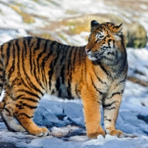 Обои Tiger in Snow 208x208