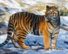 Tiger in Snow wallpaper 220x176