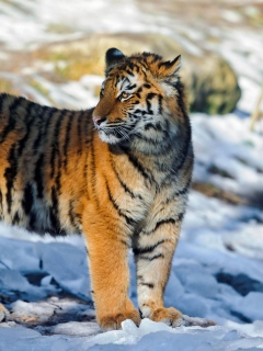 Fondo de pantalla Tiger in Snow 240x320