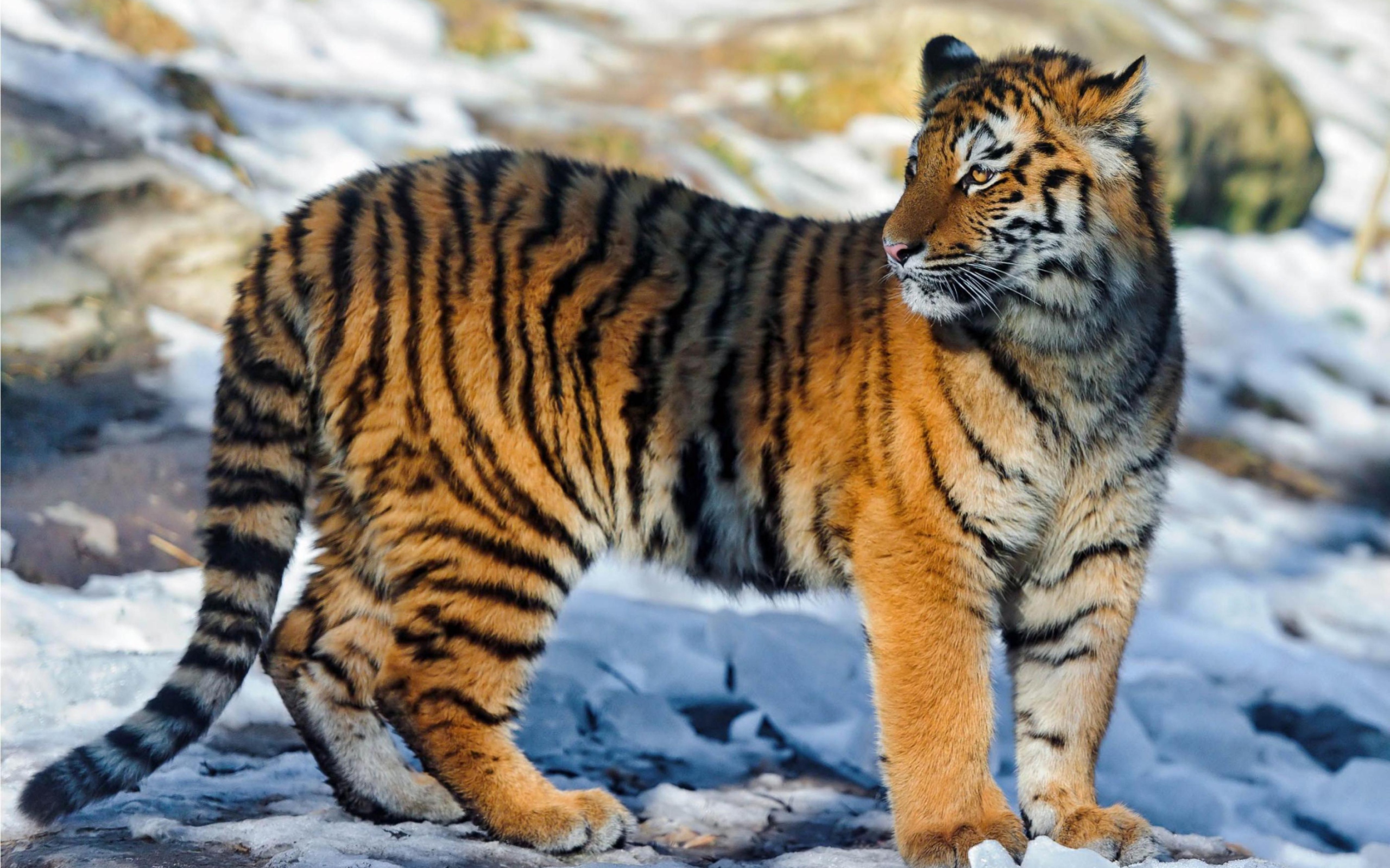 Обои Tiger in Snow 2560x1600