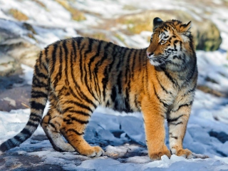Das Tiger in Snow Wallpaper 320x240