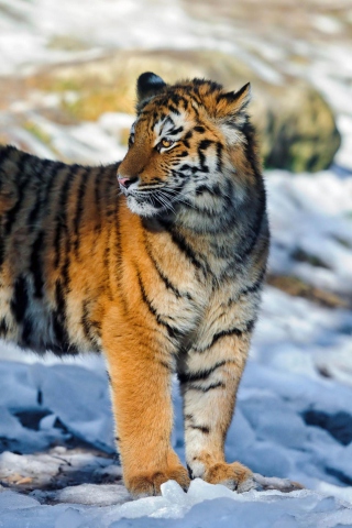 Das Tiger in Snow Wallpaper 320x480