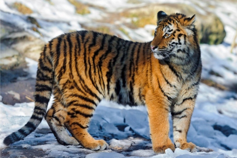 Tiger in Snow wallpaper 480x320