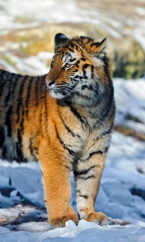 Tiger in Snow wallpaper 480x800