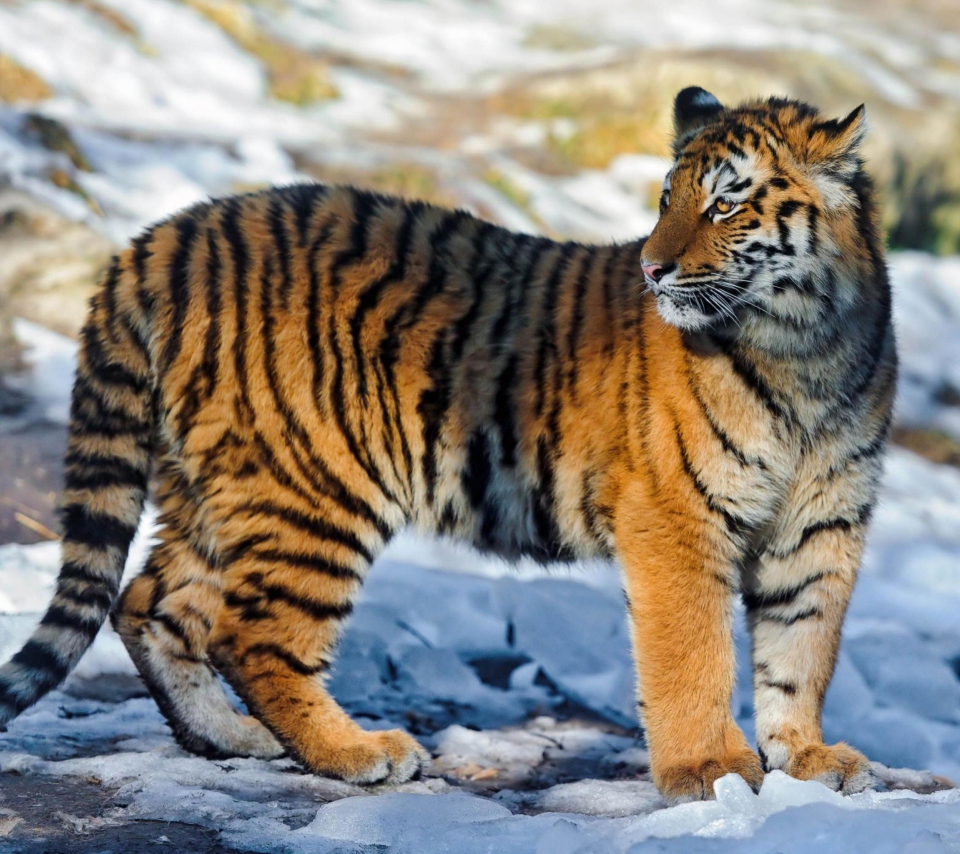 Das Tiger in Snow Wallpaper 960x854