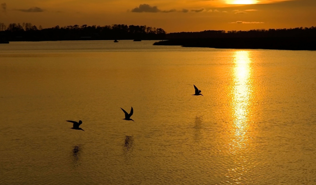 Birds, Lake And Sunset wallpaper 1024x600