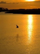 Birds, Lake And Sunset screenshot #1 132x176