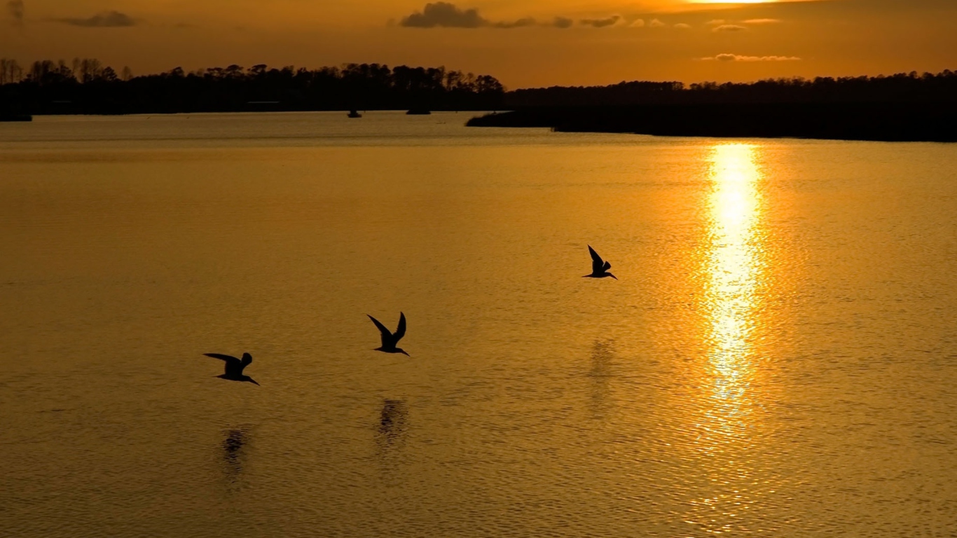 Fondo de pantalla Birds, Lake And Sunset 1366x768