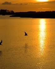 Birds, Lake And Sunset wallpaper 176x220
