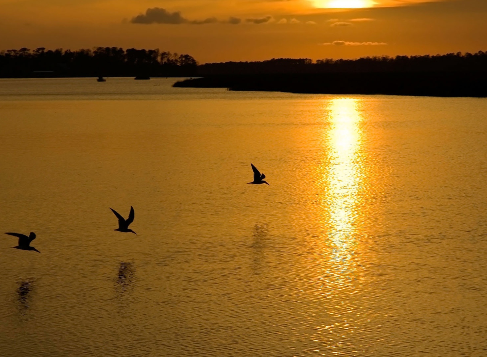 Обои Birds, Lake And Sunset 1920x1408