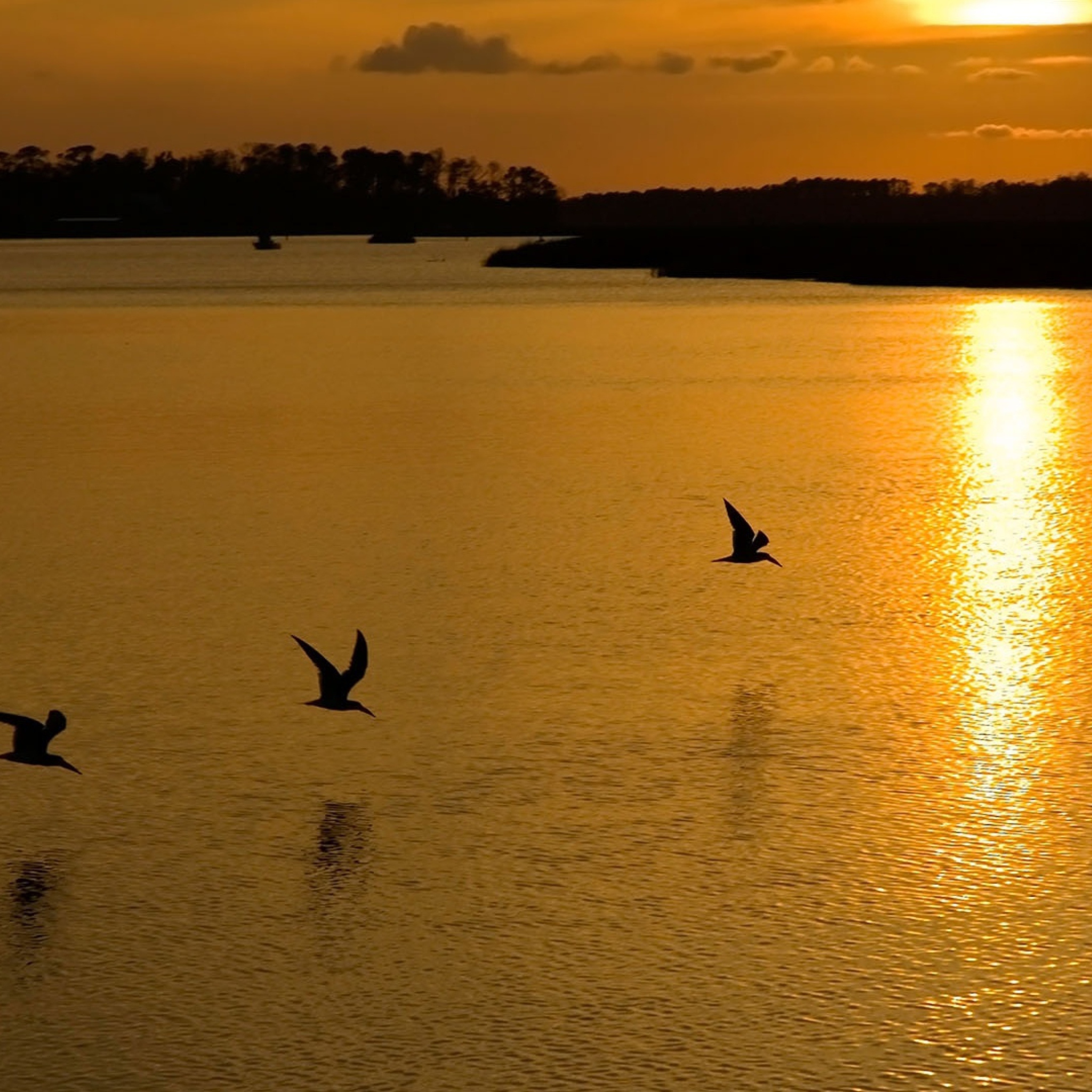 Birds, Lake And Sunset wallpaper 2048x2048