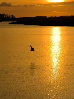 Обои Birds, Lake And Sunset 240x320