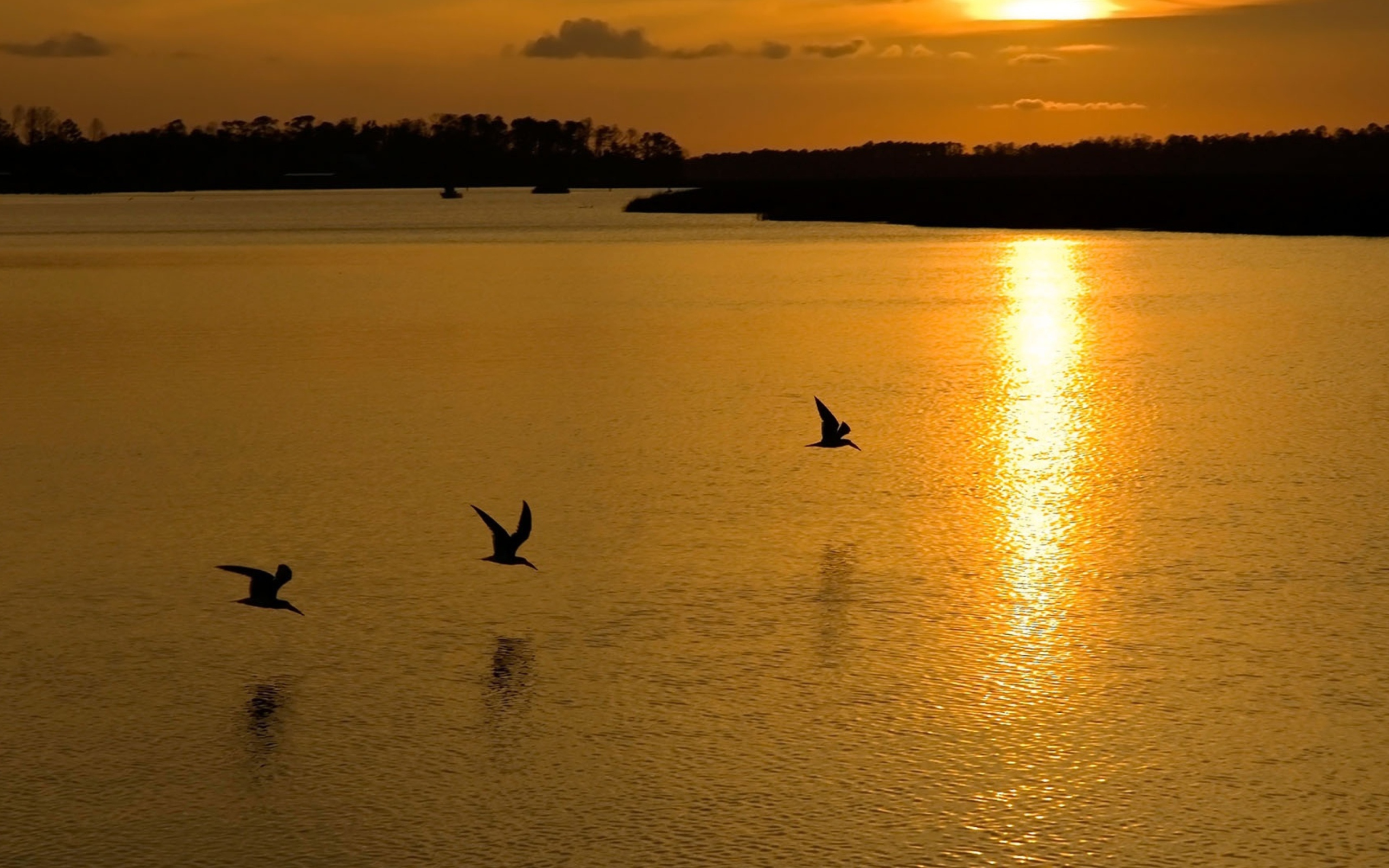 Das Birds, Lake And Sunset Wallpaper 2560x1600