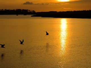 Das Birds, Lake And Sunset Wallpaper 320x240