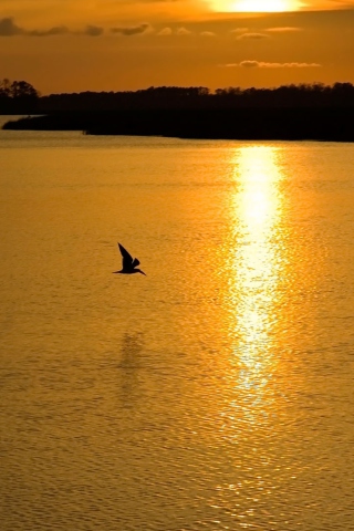 Birds, Lake And Sunset screenshot #1 320x480
