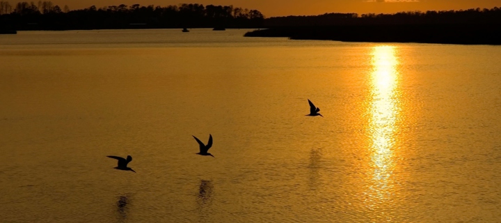 Birds, Lake And Sunset wallpaper 720x320