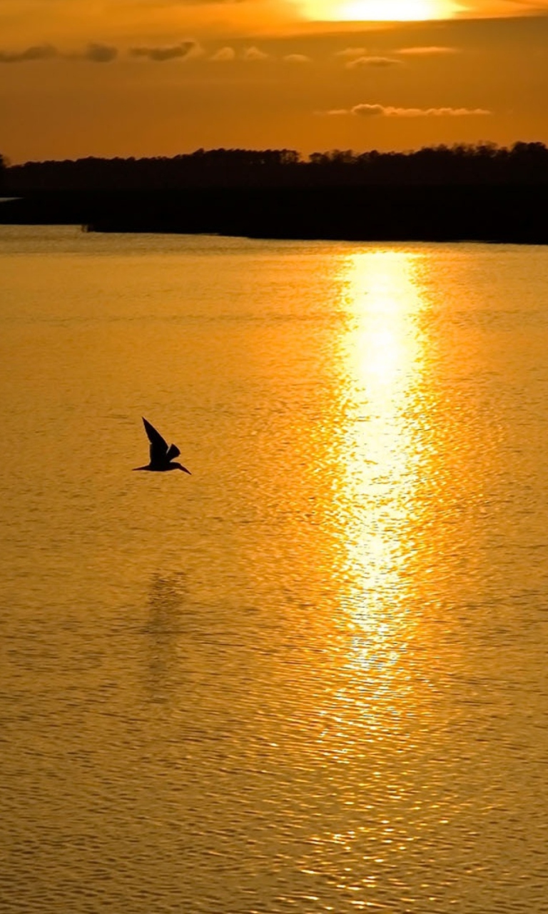 Обои Birds, Lake And Sunset 768x1280