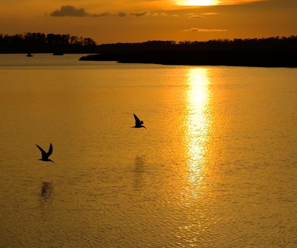 Обои Birds, Lake And Sunset 960x800