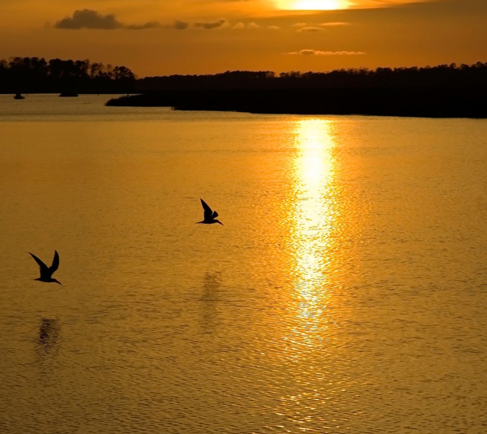 Обои Birds, Lake And Sunset 960x854