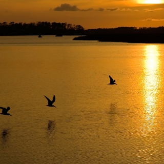 Birds, Lake And Sunset - Obrázkek zdarma pro 2048x2048