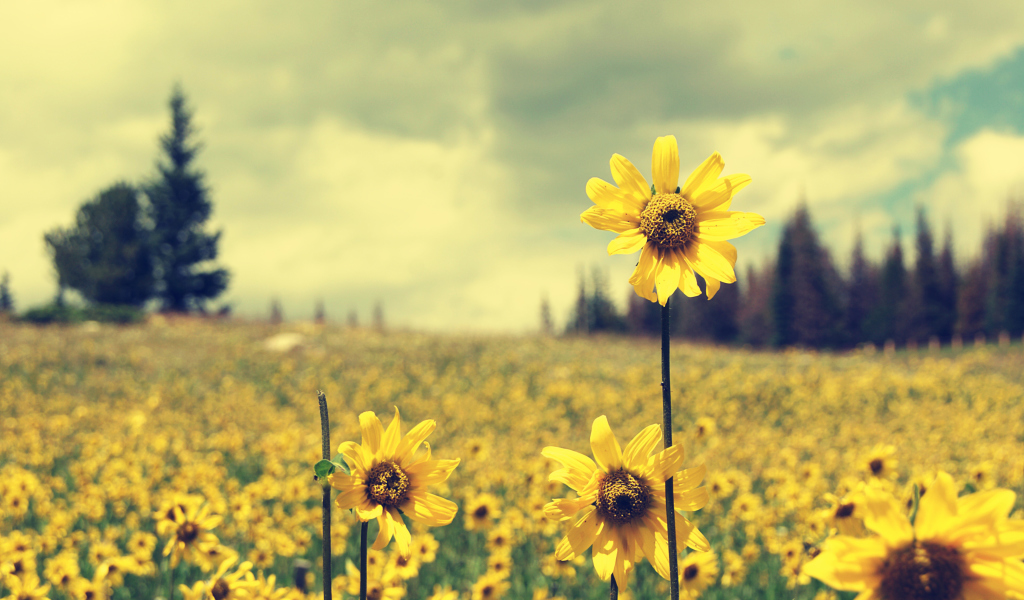 Field Of Gold wallpaper 1024x600