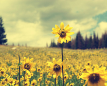 Field Of Gold wallpaper 220x176