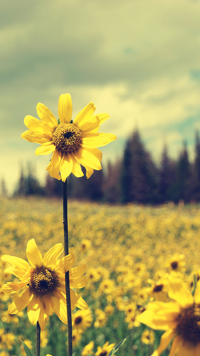 Field Of Gold wallpaper 640x1136