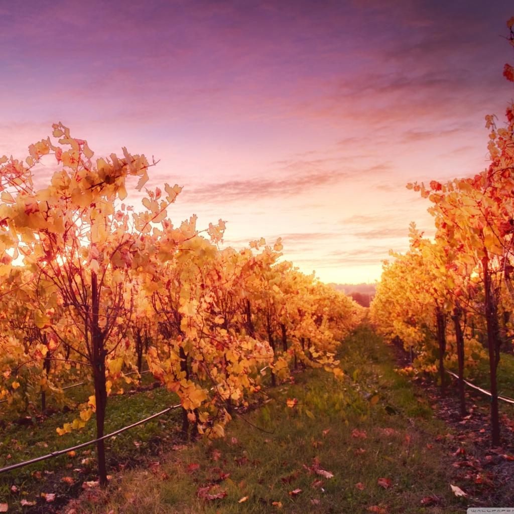 Sunset In Russian River Valley screenshot #1 1024x1024