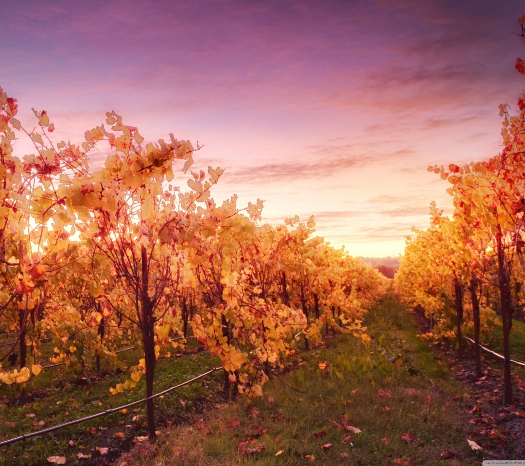 Sfondi Sunset In Russian River Valley 1080x960