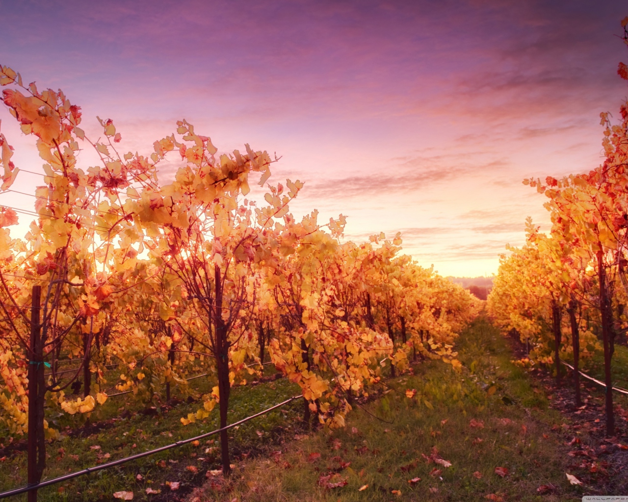 Sfondi Sunset In Russian River Valley 1280x1024