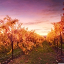 Sunset In Russian River Valley wallpaper 128x128