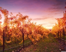 Fondo de pantalla Sunset In Russian River Valley 220x176