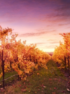 Sunset In Russian River Valley wallpaper 240x320