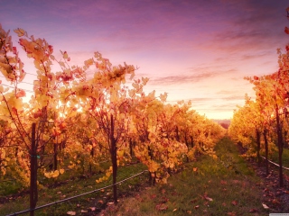Sunset In Russian River Valley wallpaper 320x240
