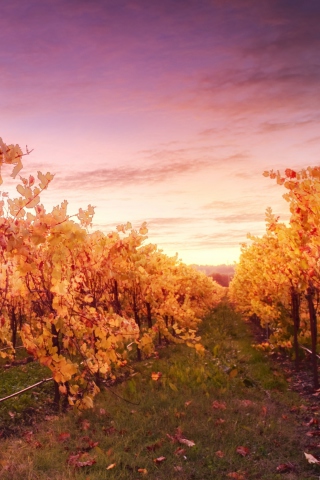 Sunset In Russian River Valley wallpaper 320x480