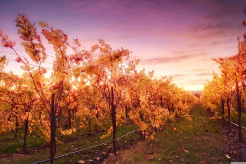 Sunset In Russian River Valley wallpaper 480x320