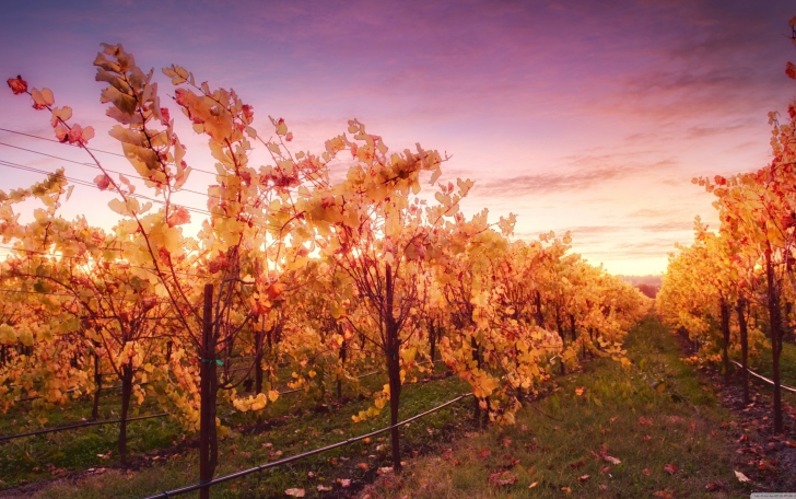 Обои Sunset In Russian River Valley