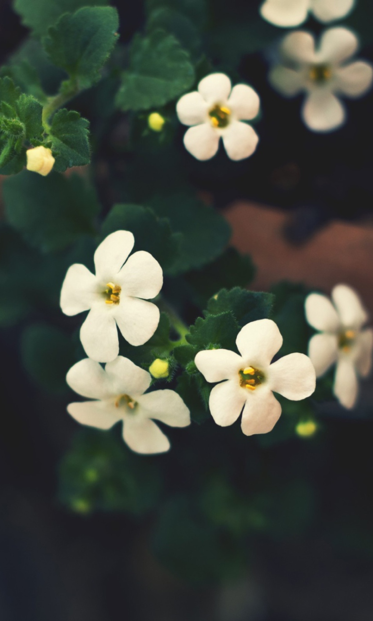 Blooming Tree wallpaper 768x1280