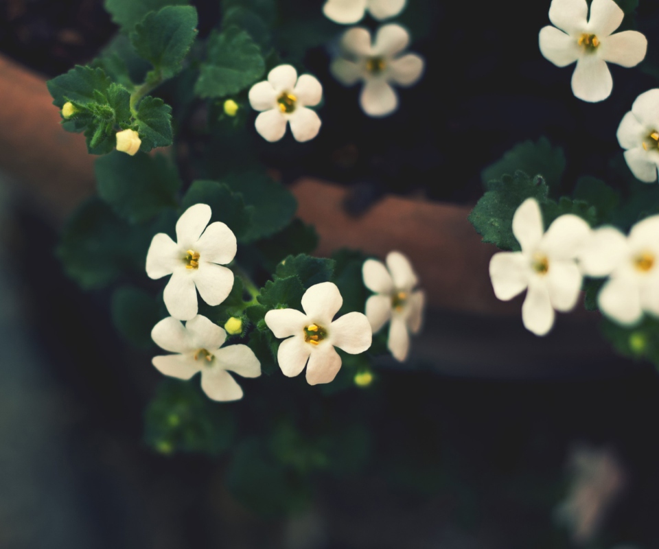 Blooming Tree wallpaper 960x800