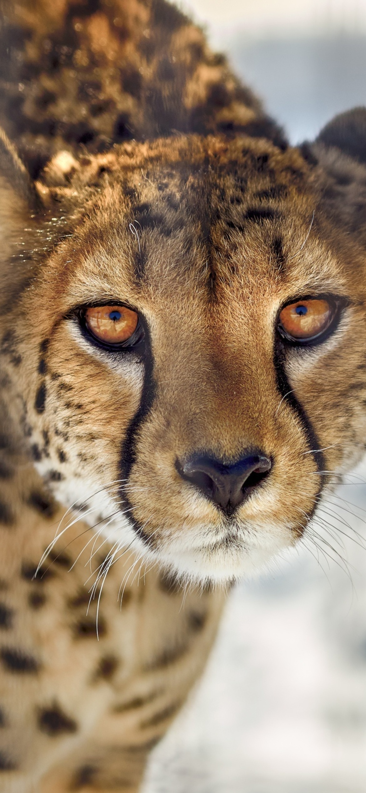 Fondo de pantalla Southern African Cheetah 1170x2532