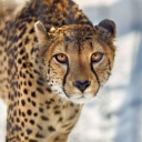 Southern African Cheetah screenshot #1 128x128