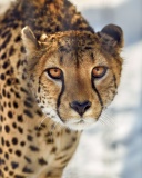 Southern African Cheetah wallpaper 128x160