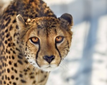 Обои Southern African Cheetah 220x176