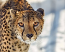 Das Southern African Cheetah Wallpaper 220x176