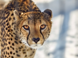 Southern African Cheetah screenshot #1 320x240