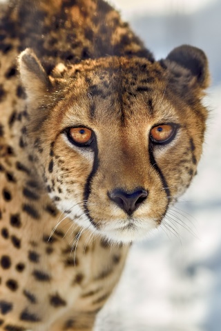 Fondo de pantalla Southern African Cheetah 320x480