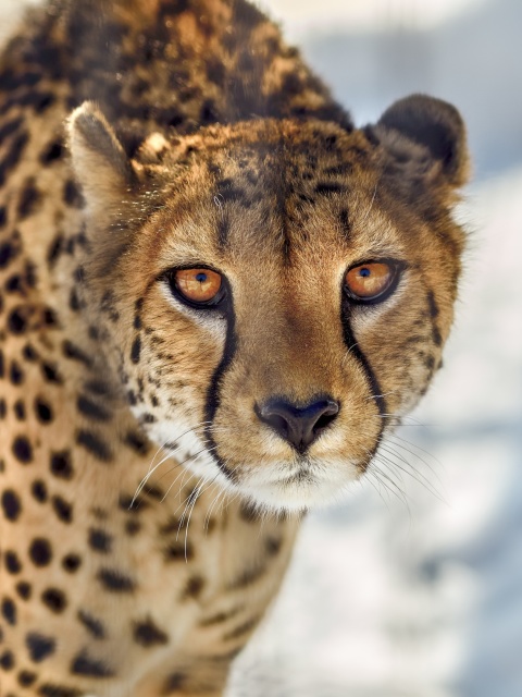 Обои Southern African Cheetah 480x640