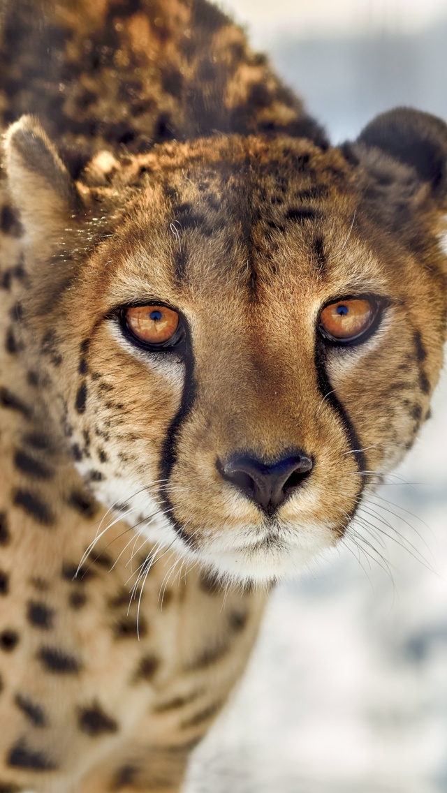 Das Southern African Cheetah Wallpaper 640x1136